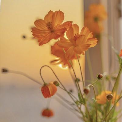 午夜汽车收钻石